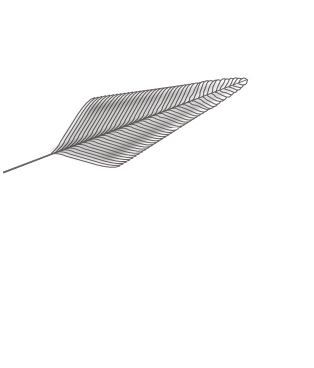 feather.png